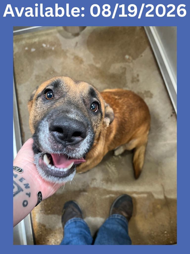 Enlarge Dog Kennel #22 Buster, a Adoptable mixed breed in Greenville, TX image 2/2