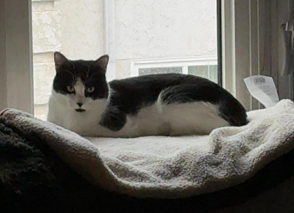 Enlarge REGGIE, an adopted Domestic Short Hair in Grand Forks, ND image 1/1