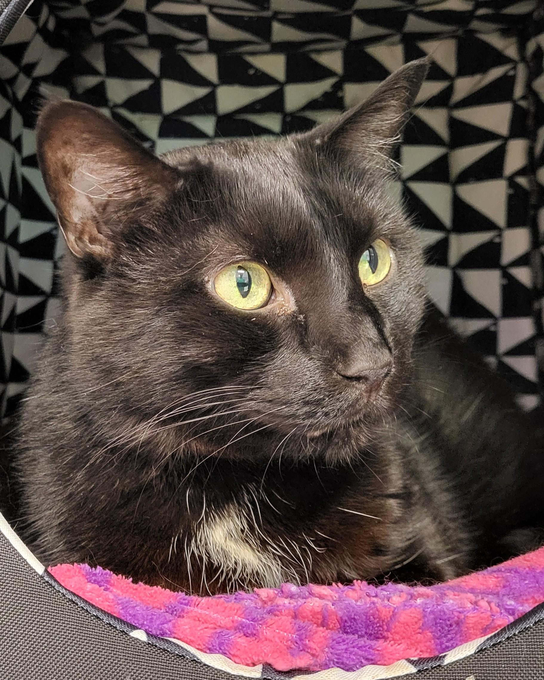 Pyewacket — thumbnail 2