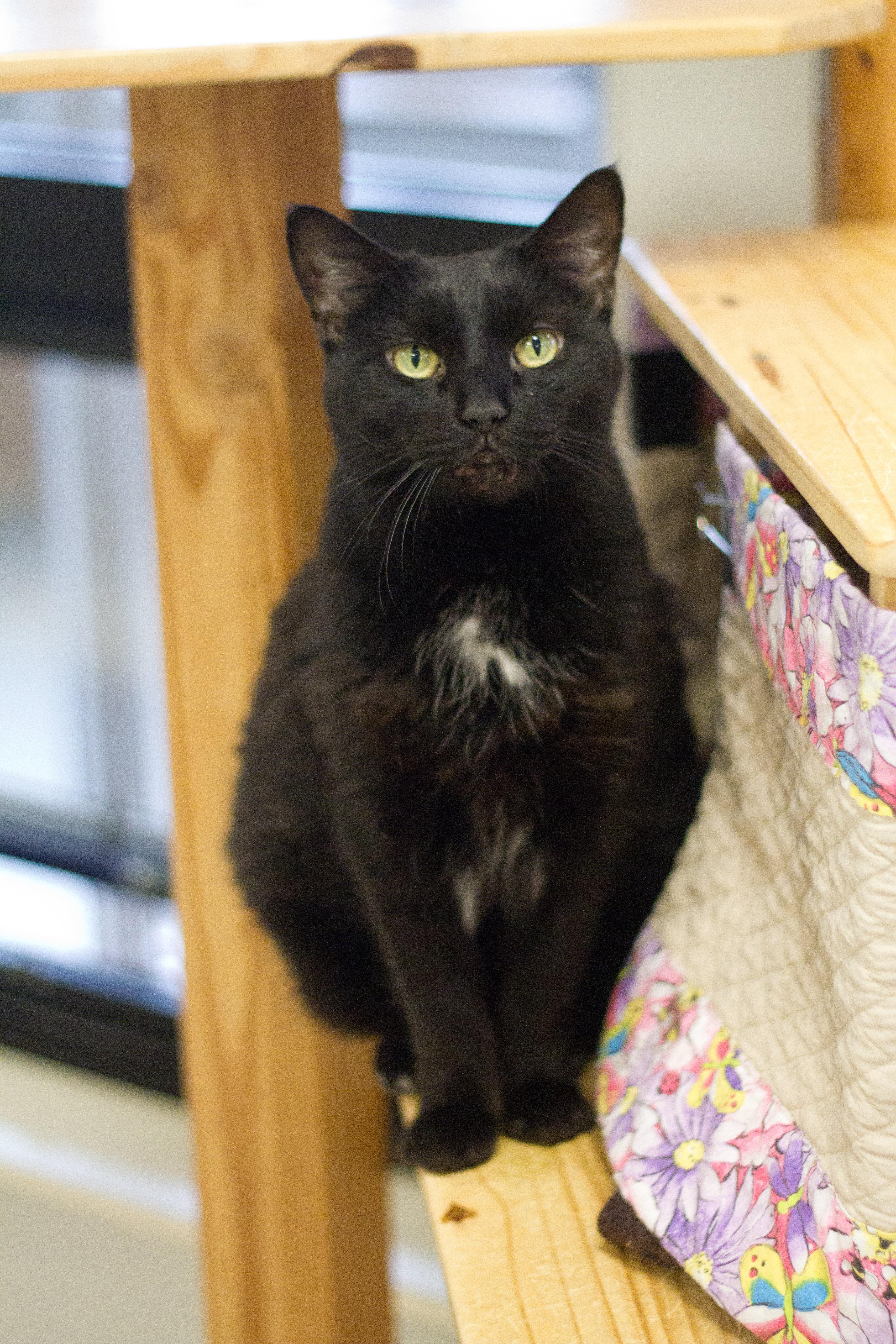 Pyewacket — thumbnail 3