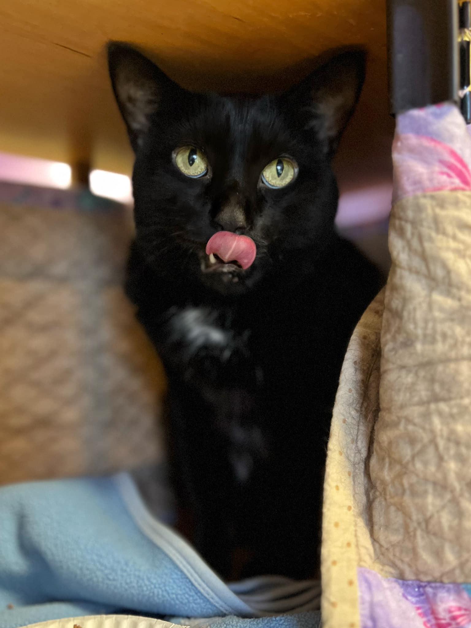 Pyewacket — thumbnail 4