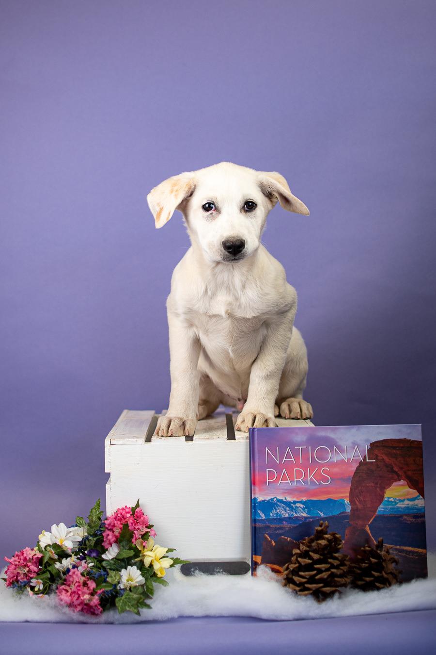 Enlarge #6-26, a Adoptable mixed breed in Brighton, CO image 1/1