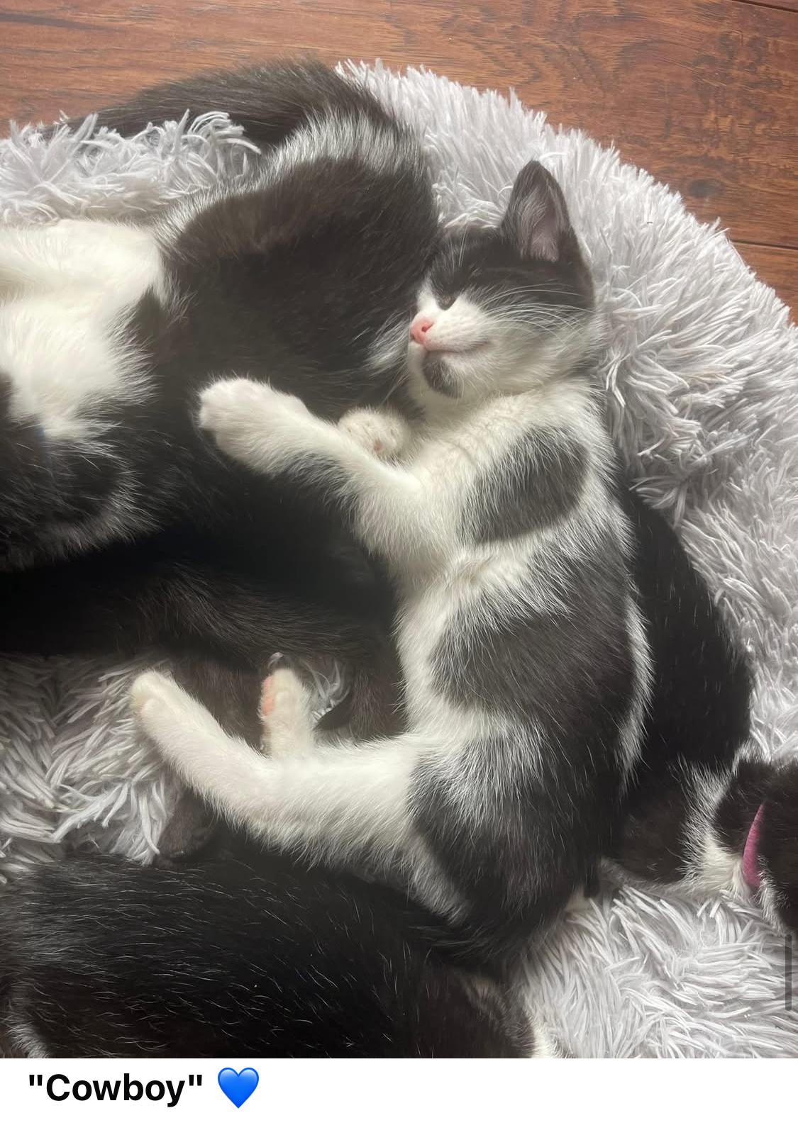 Cowboy, Baby Male Domestic Short Hair