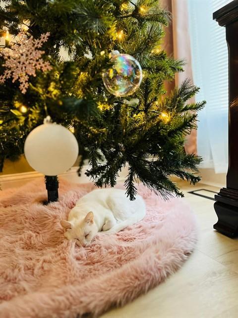 Enlarge ELSA, a Adoptable Domestic Short Hair in Saint Peters, MO image 1/1