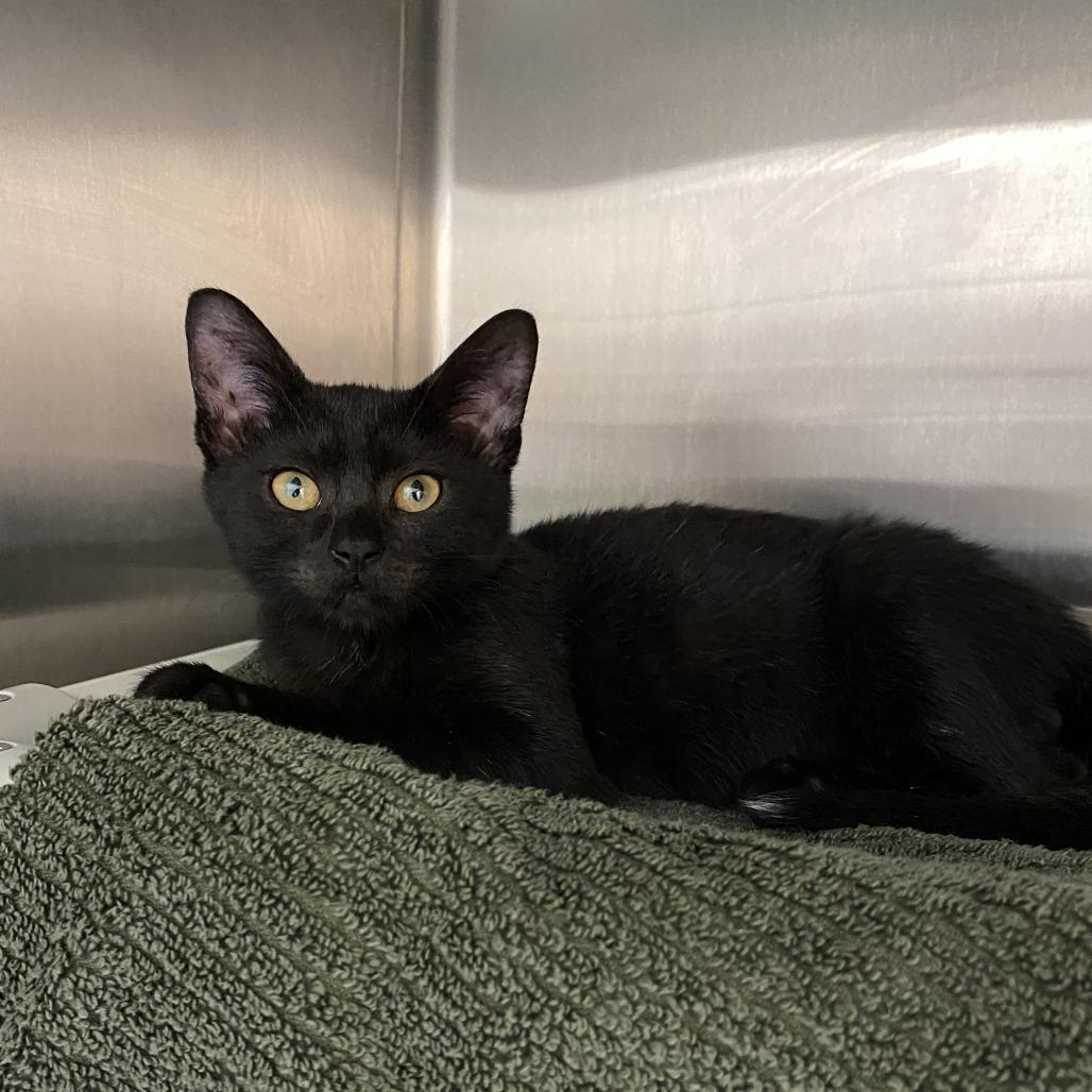 Enlarge Jet, a Adoptable Domestic Short Hair in Philadelphia, PA image 1/1