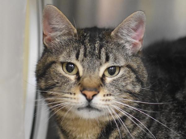 Dana, Adoptable, Adult Female Domestic Short Hair.