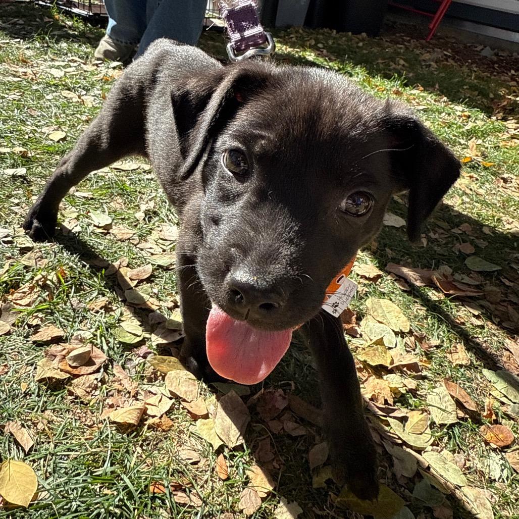 Lisa, Adoptable, Puppy Female Labrador Retriever.