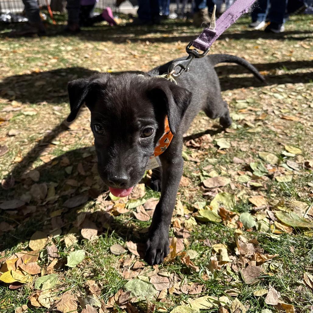 Lisa, Adoptable, Puppy Female Labrador Retriever.