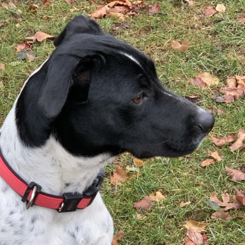 Scooter, Adopted, Young Male German Shorthaired Pointer.