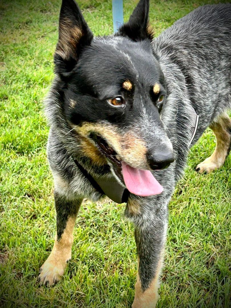 Rusk, a Adopted Australian Cattle Dog / Blue Heeler in Kaufman, TX image 1/12