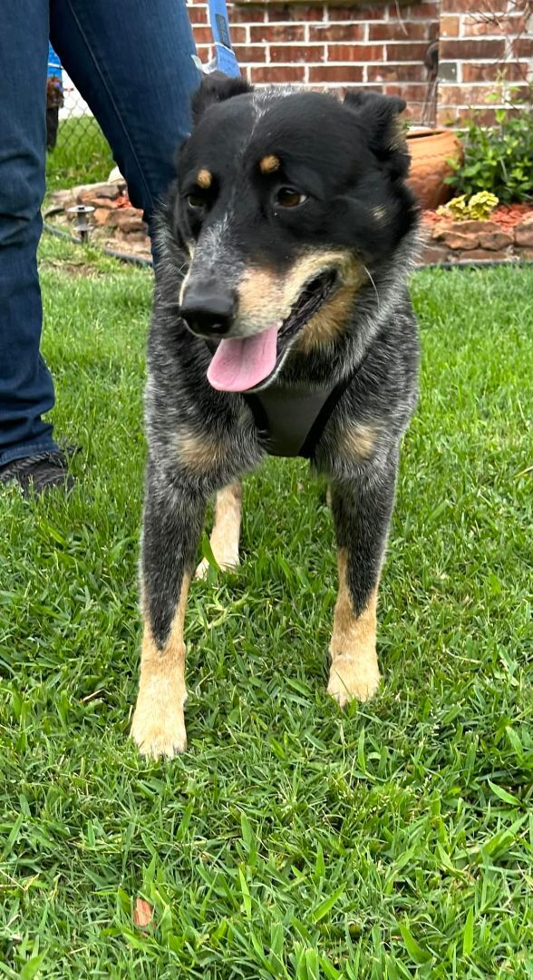 Rusk, a Adopted Australian Cattle Dog / Blue Heeler in Kaufman, TX image 3/12