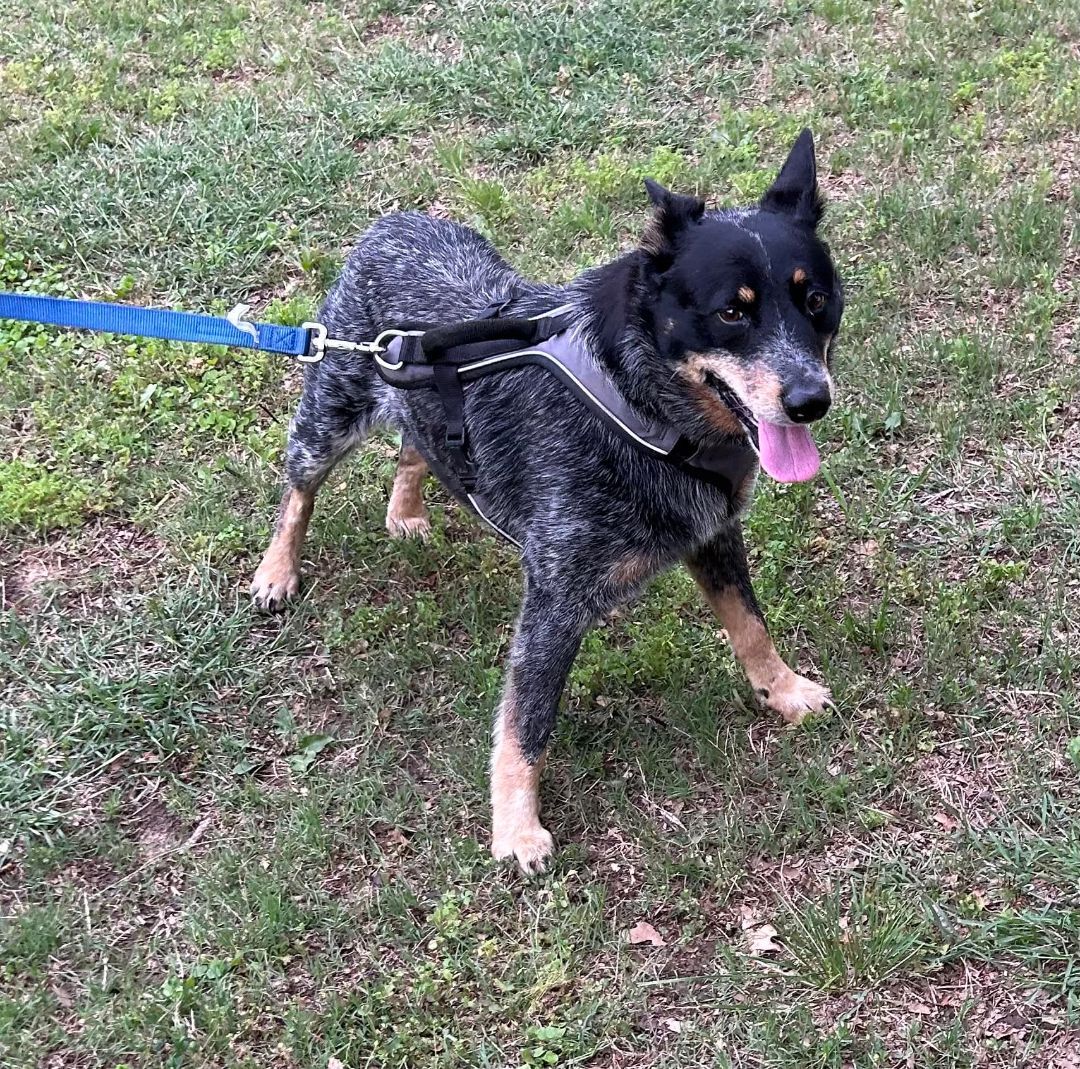 Rusk, a Adopted Australian Cattle Dog / Blue Heeler in Kaufman, TX image 4/12