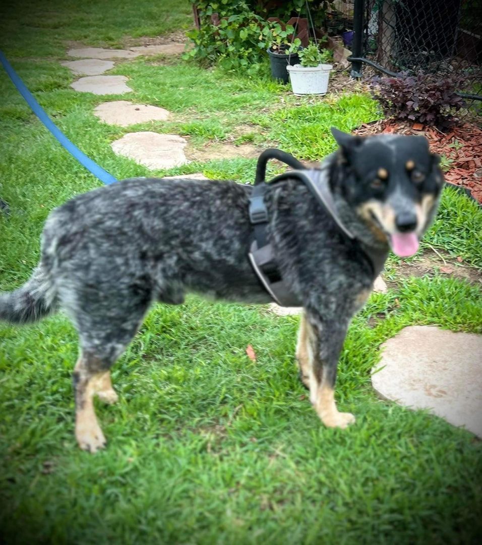 Rusk, a Adopted Australian Cattle Dog / Blue Heeler in Kaufman, TX image 5/12
