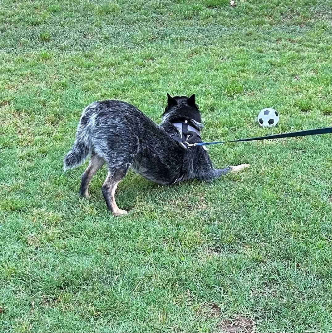 Rusk, a Adopted Australian Cattle Dog / Blue Heeler in Kaufman, TX image 6/12