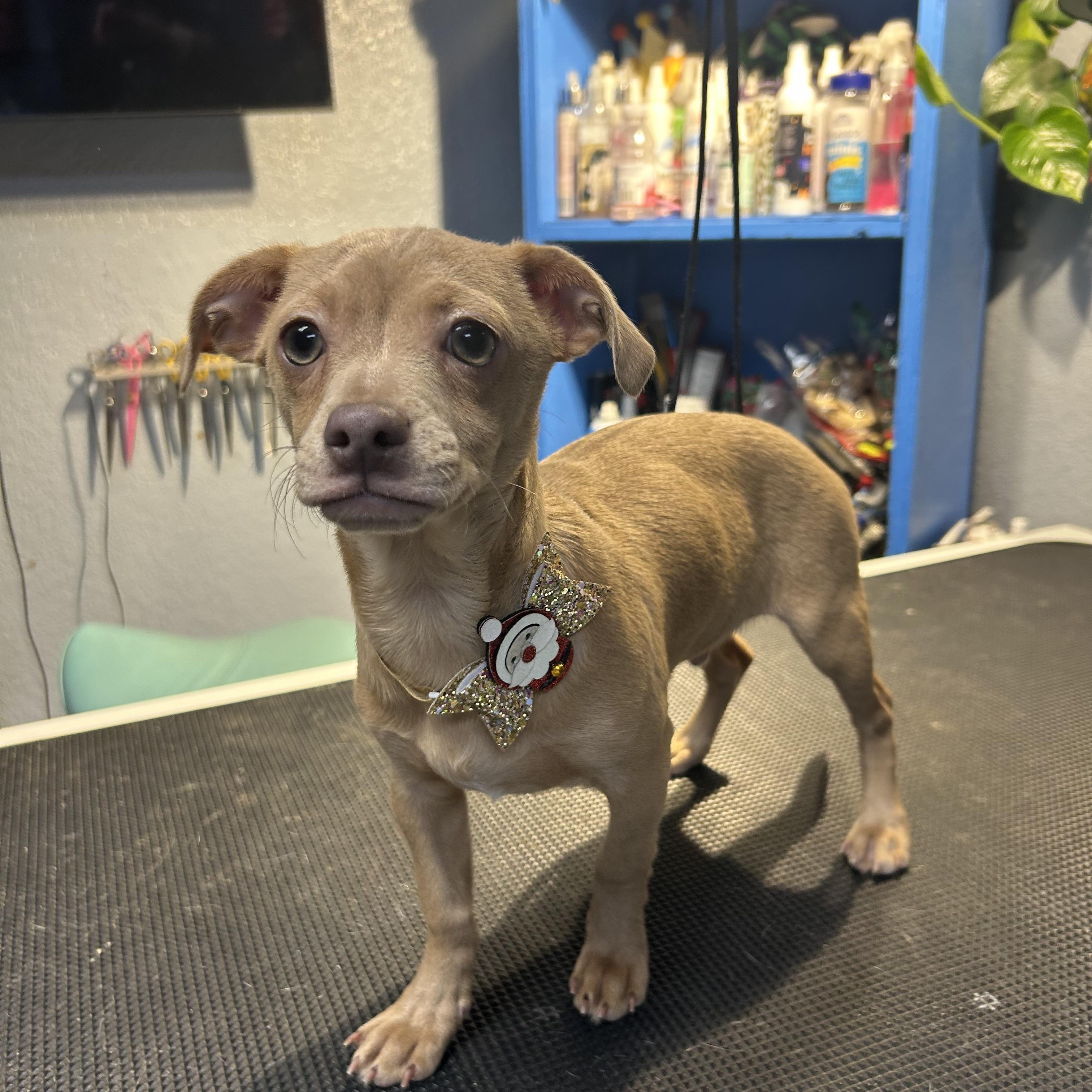 Ping Panda, an adopted mixed breed in Belleville, NJ image 1/3