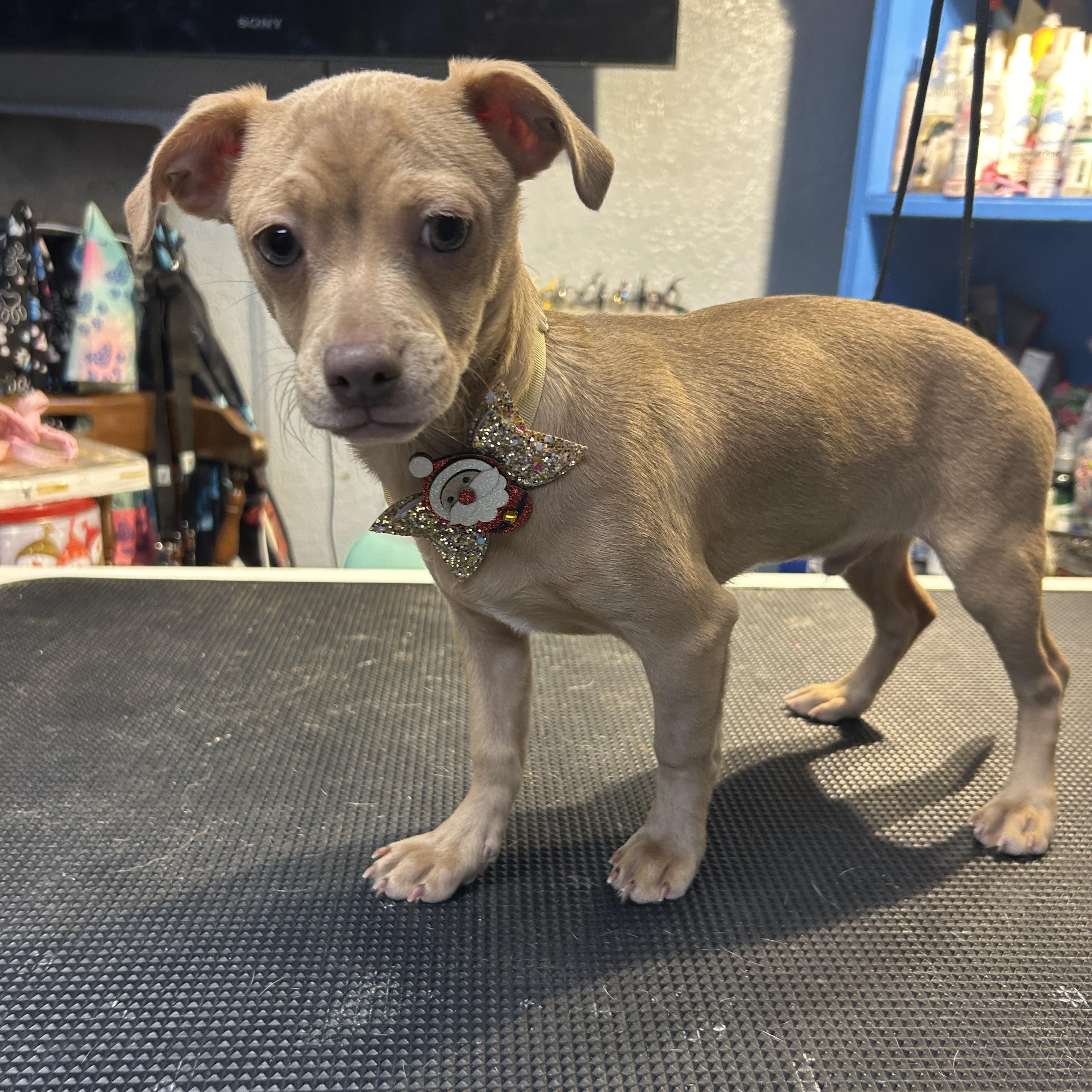 Ping Panda, an adopted mixed breed in Belleville, NJ image 2/3