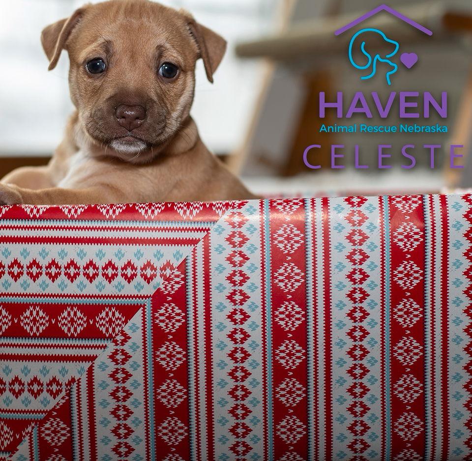 Celeste, Adoptable, Puppy Female Dachshund & Terrier.