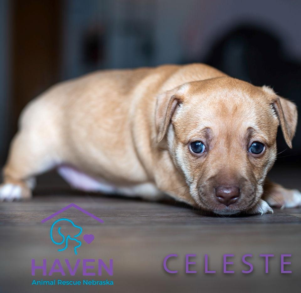Celeste, a Adoptable mixed breed in Omaha, NE image 2/2