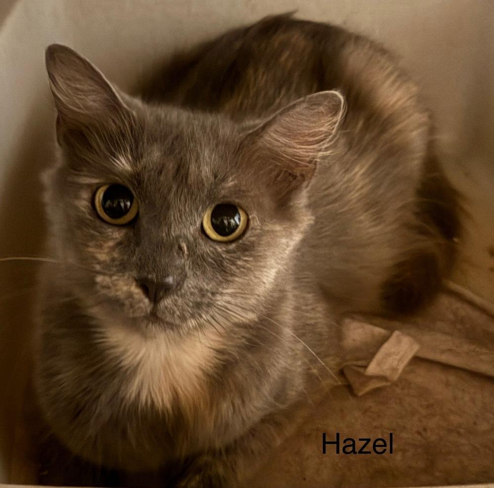 Hazel, Adoptable, Adult Female Domestic Medium Hair.