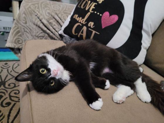 AnnaBelle, Adopted, Young Female Tuxedo & Ragdoll.