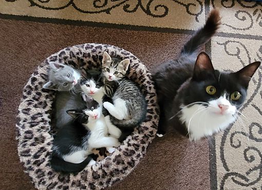 Enlarge AnnaBelle, a Adopted mixed breed in Escalon, CA image 2/22