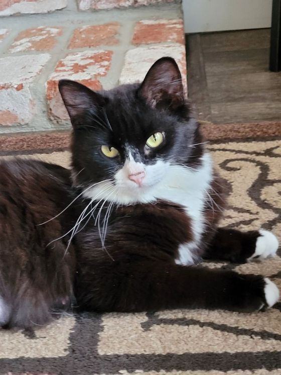 Enlarge AnnaBelle, a Adopted mixed breed in Escalon, CA image 3/22