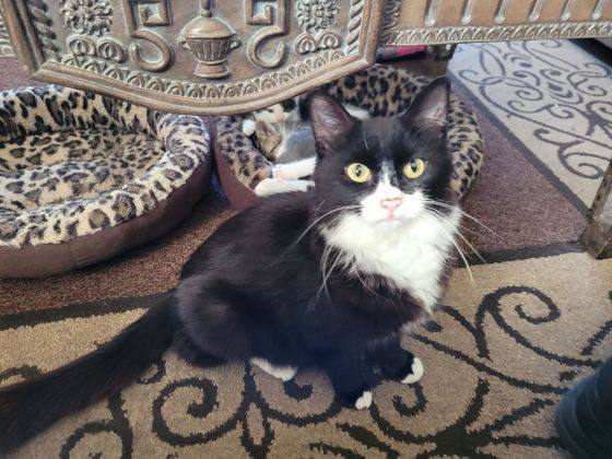 Enlarge AnnaBelle, a Adopted mixed breed in Escalon, CA image 4/22