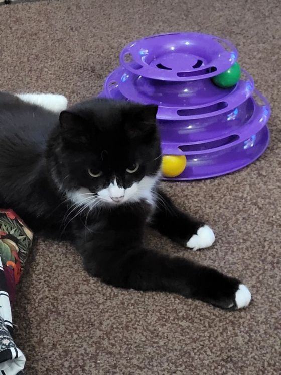 Enlarge AnnaBelle, a Adopted mixed breed in Escalon, CA image 5/22