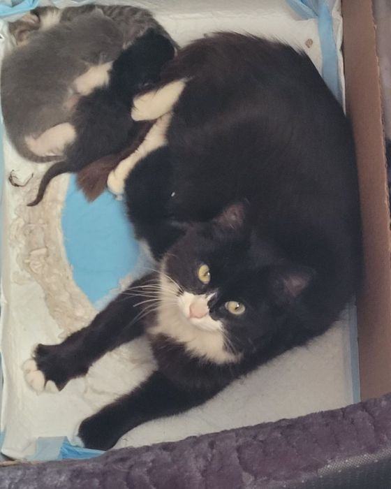 Enlarge AnnaBelle, a Adopted mixed breed in Escalon, CA image 6/22