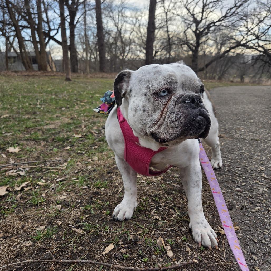 Enlarge Bertha, a Adoptable English Bulldog in Chaska, MN image 1/6