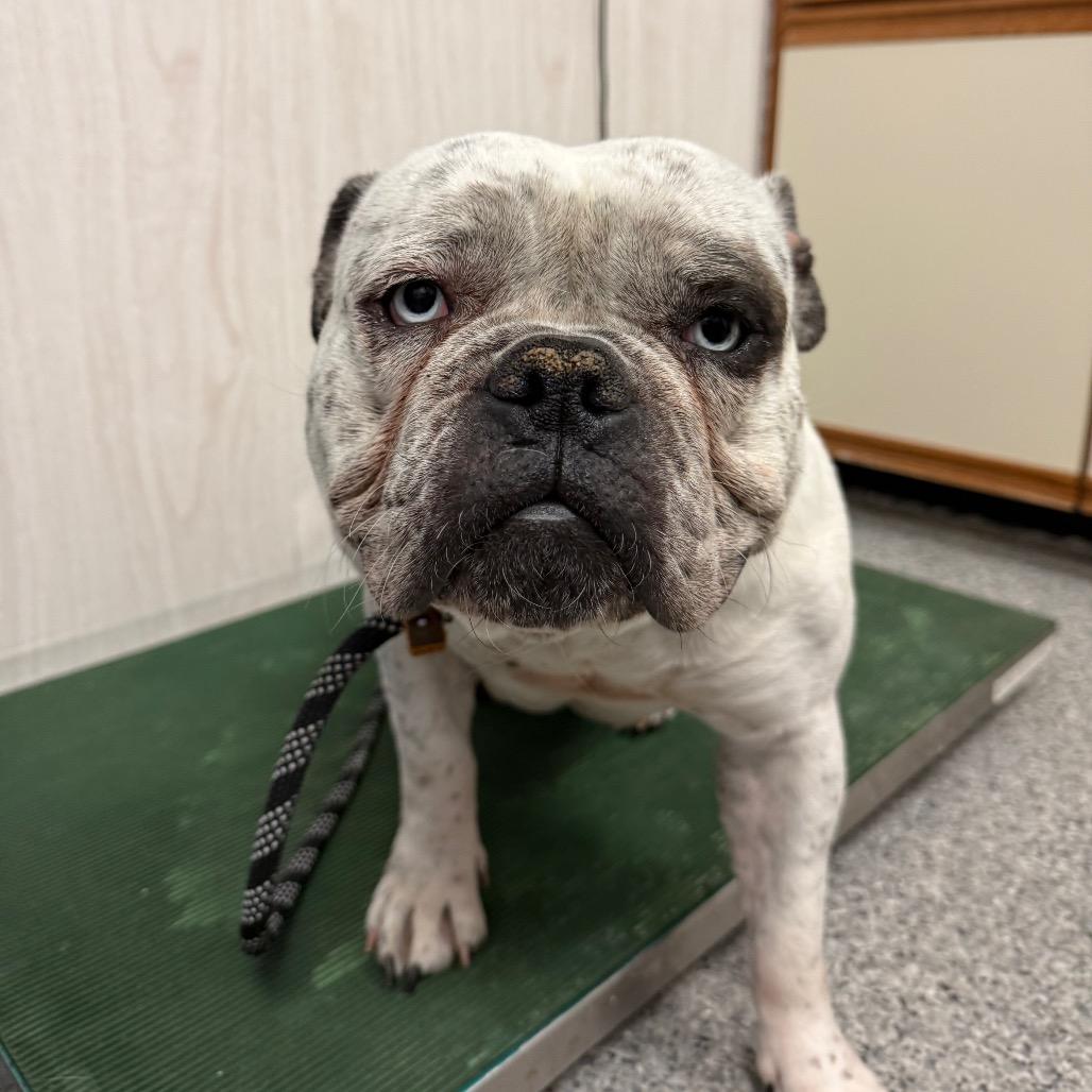 Enlarge Bertha, a Adoptable English Bulldog in Chaska, MN image 2/6