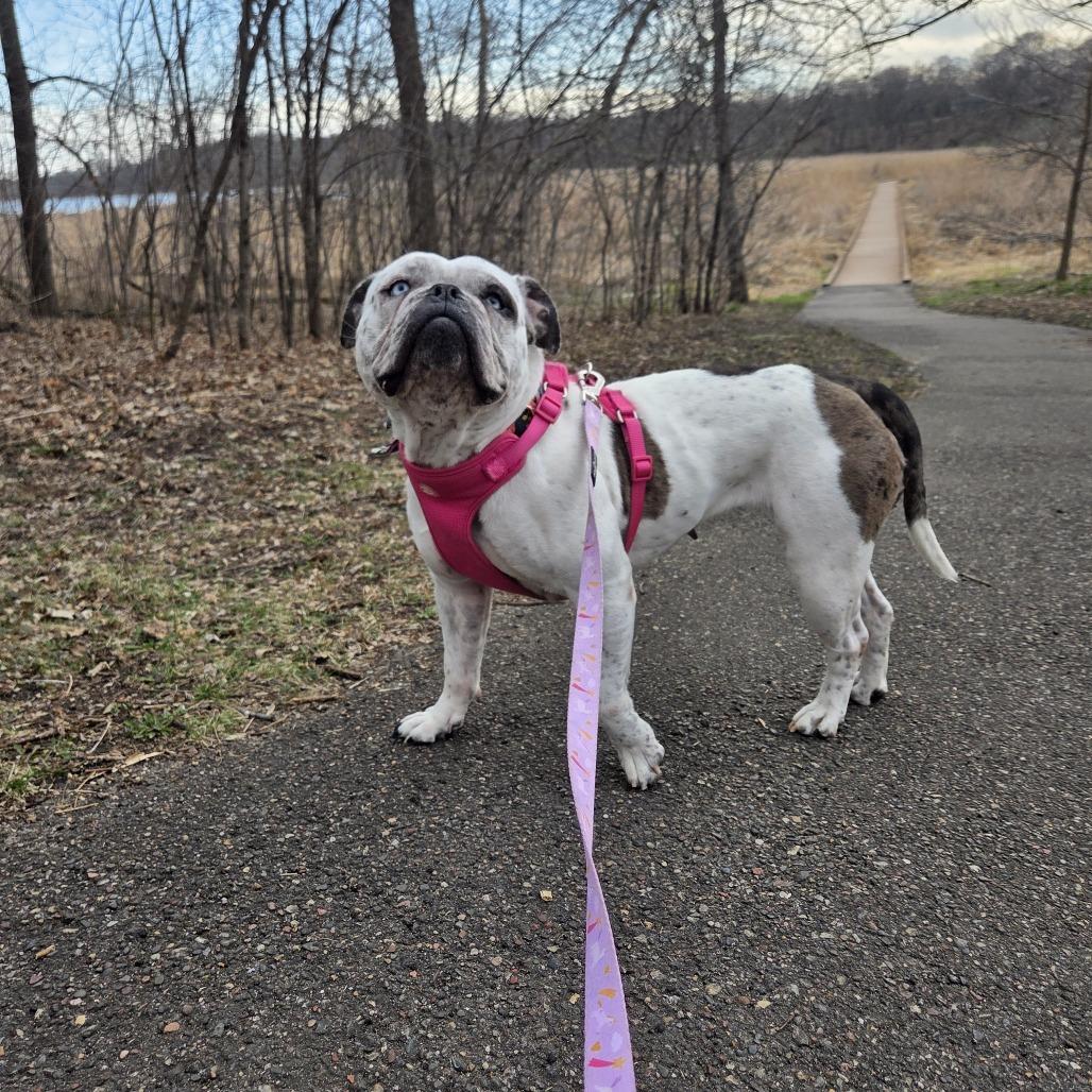 Enlarge Bertha, a Adoptable English Bulldog in Chaska, MN image 3/6