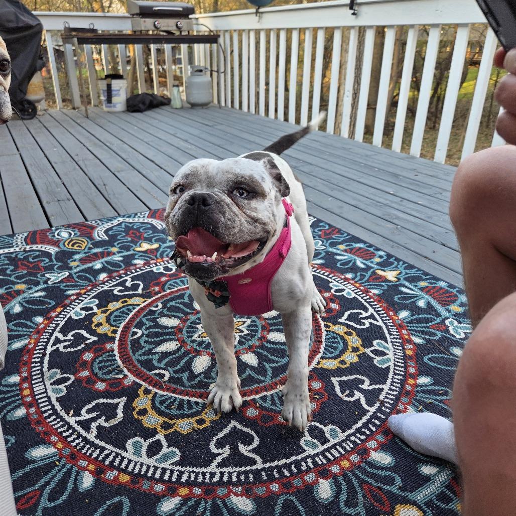 Enlarge Bertha, a Adoptable English Bulldog in Chaska, MN image 4/6