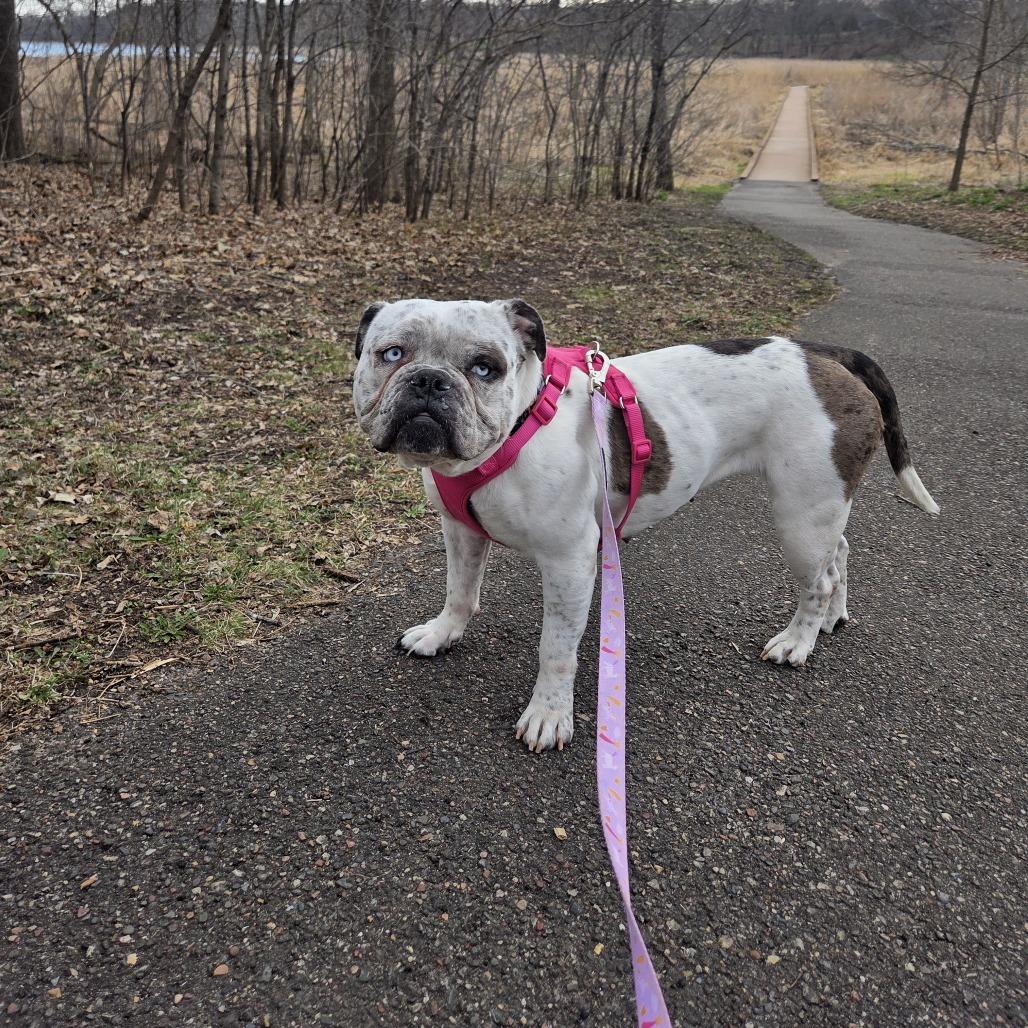 Enlarge Bertha, a Adoptable English Bulldog in Chaska, MN image 5/6