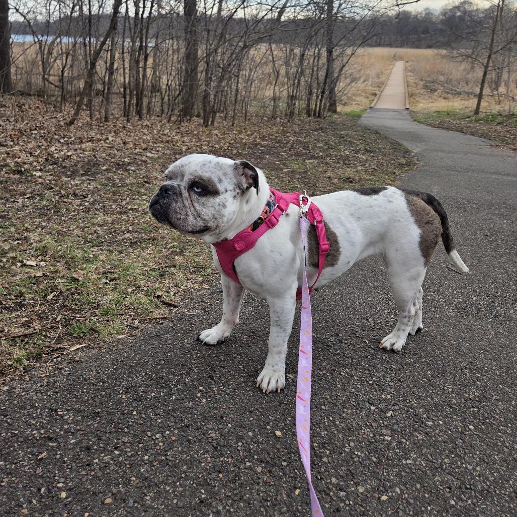 Enlarge Bertha, a Adoptable English Bulldog in Chaska, MN image 6/6