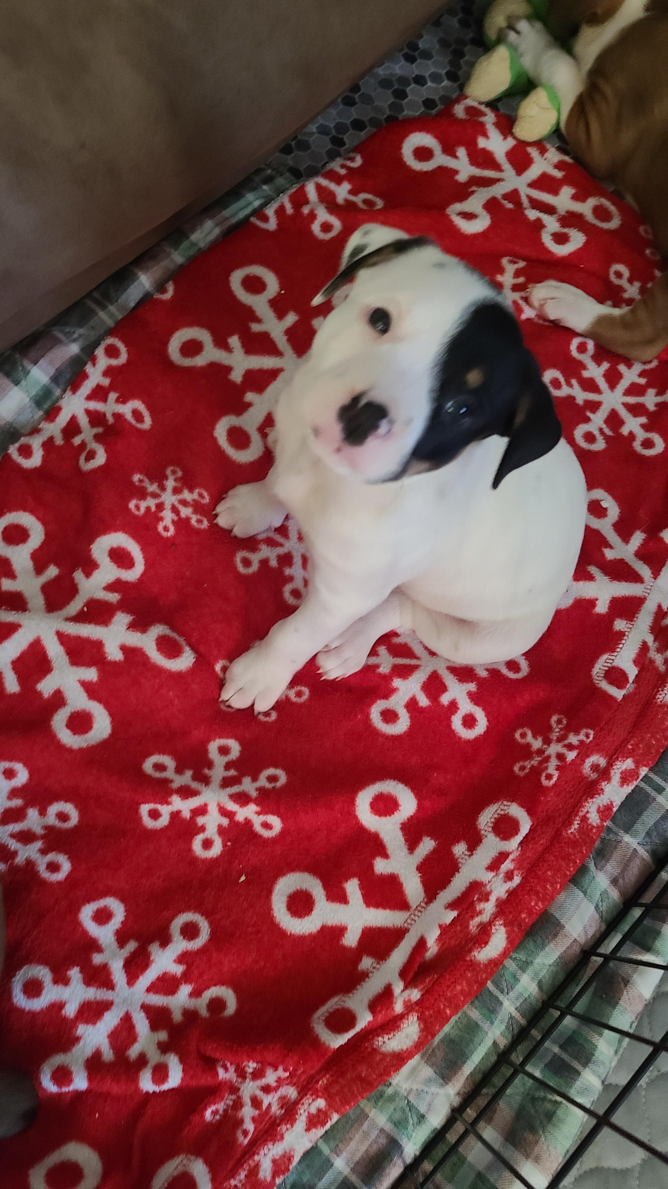 Opal nka Hazel (INDIE puppy), Adopted, Adult Female Australian Cattle Dog / Blue Heeler & Australian Kelpie.