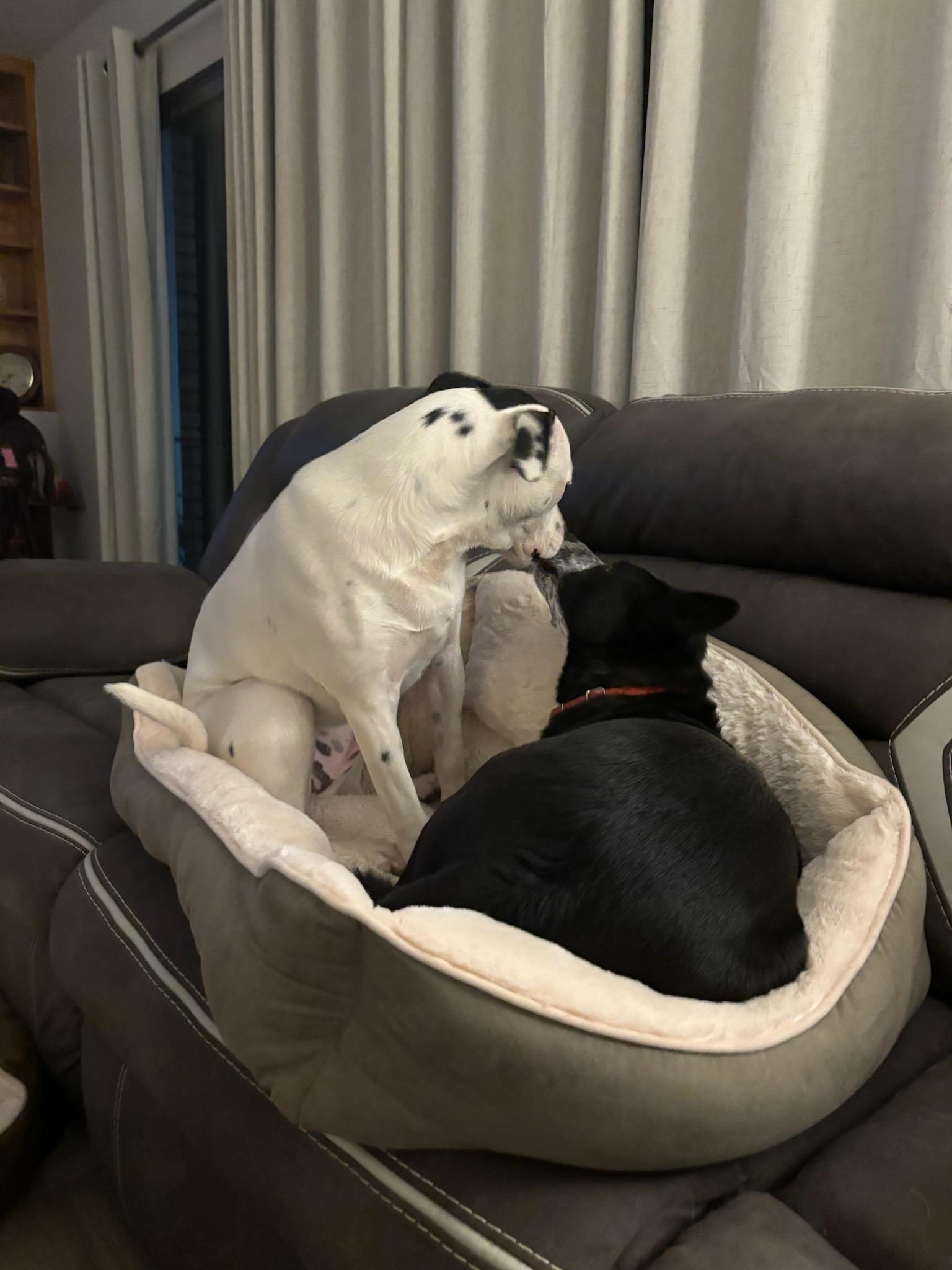 Opal nka Hazel (INDIE puppy), a Adopted mixed breed in Jerome, ID image 2/6