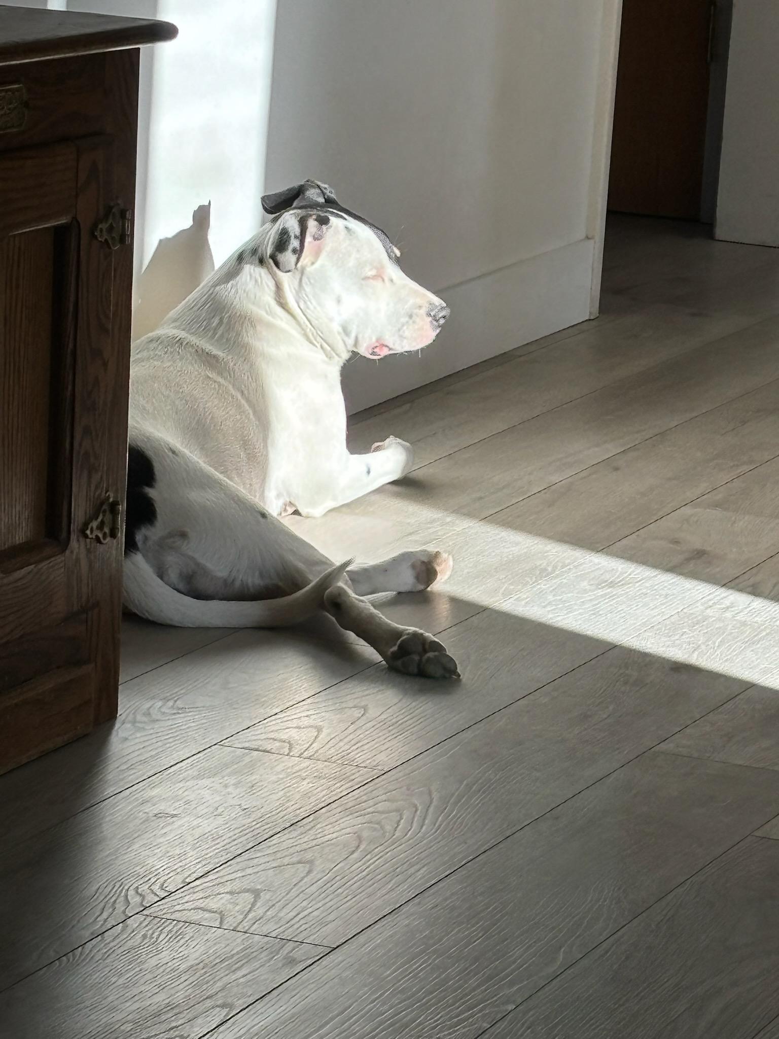 Opal nka Hazel (INDIE puppy), a Adopted mixed breed in Jerome, ID image 3/6