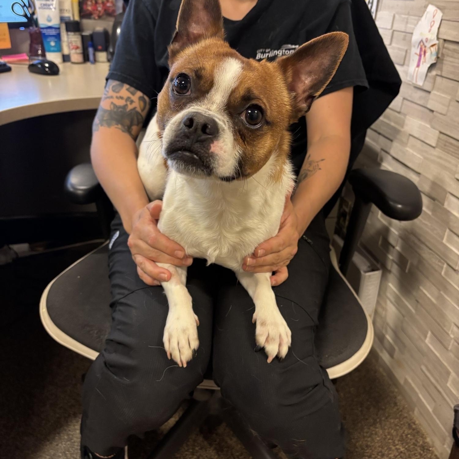 Otter DS-116/26, Adoptable, Young Male Boston Terrier.