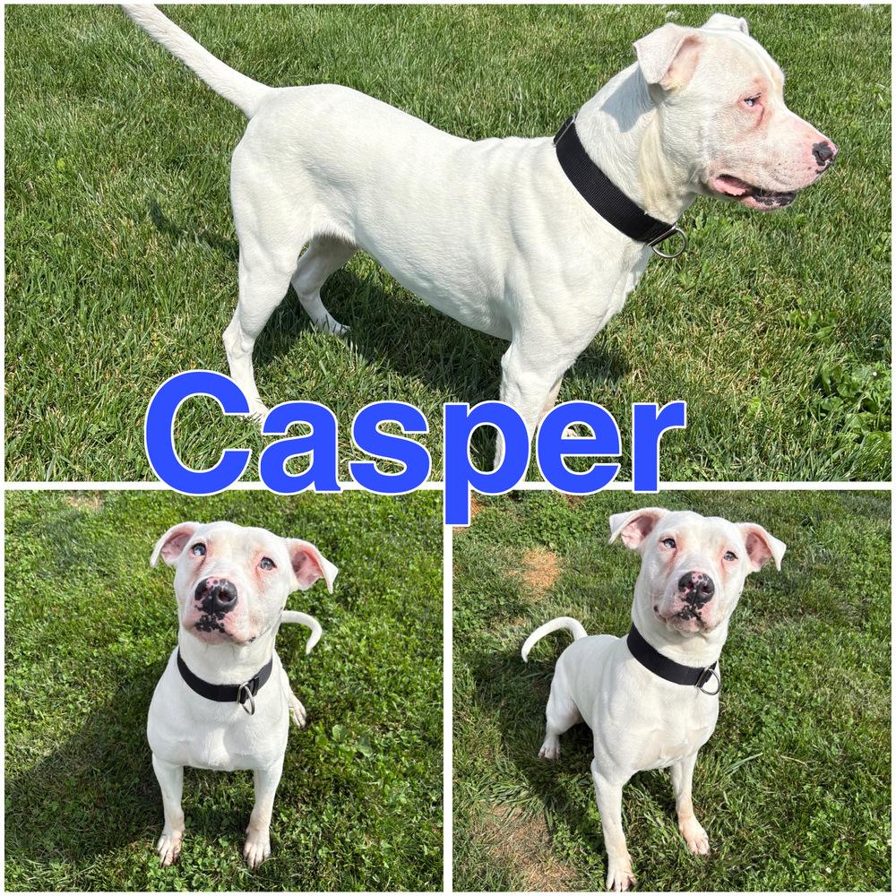 CASPER, a Adoptable mixed breed in Rochester, IN image 1/6