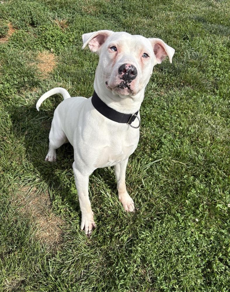 CASPER, a Adoptable mixed breed in Rochester, IN image 2/6