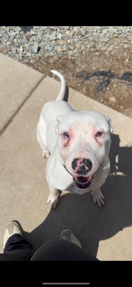 CASPER, a Adoptable mixed breed in Rochester, IN image 1/3