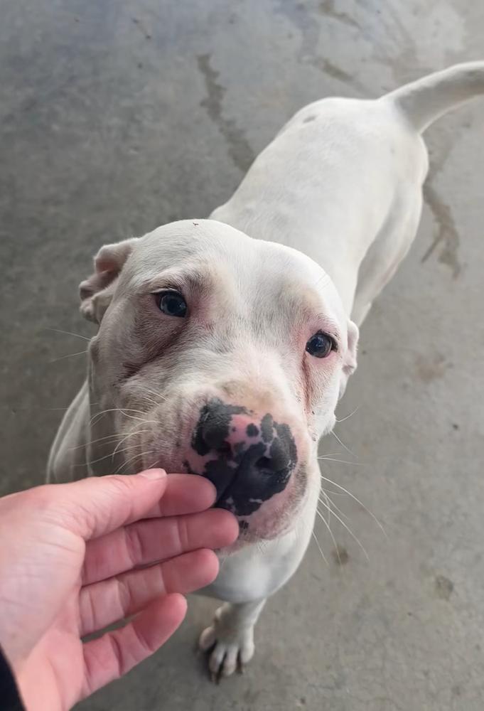 CASPER, a Adoptable mixed breed in Rochester, IN image 2/3