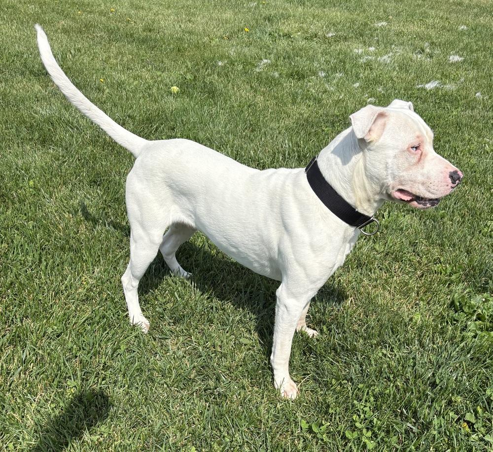 CASPER, a Adoptable mixed breed in Rochester, IN image 5/6
