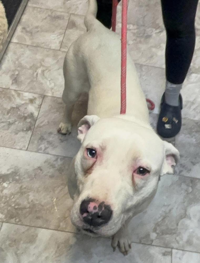 CASPER, a Adoptable mixed breed in Rochester, IN image 3/3