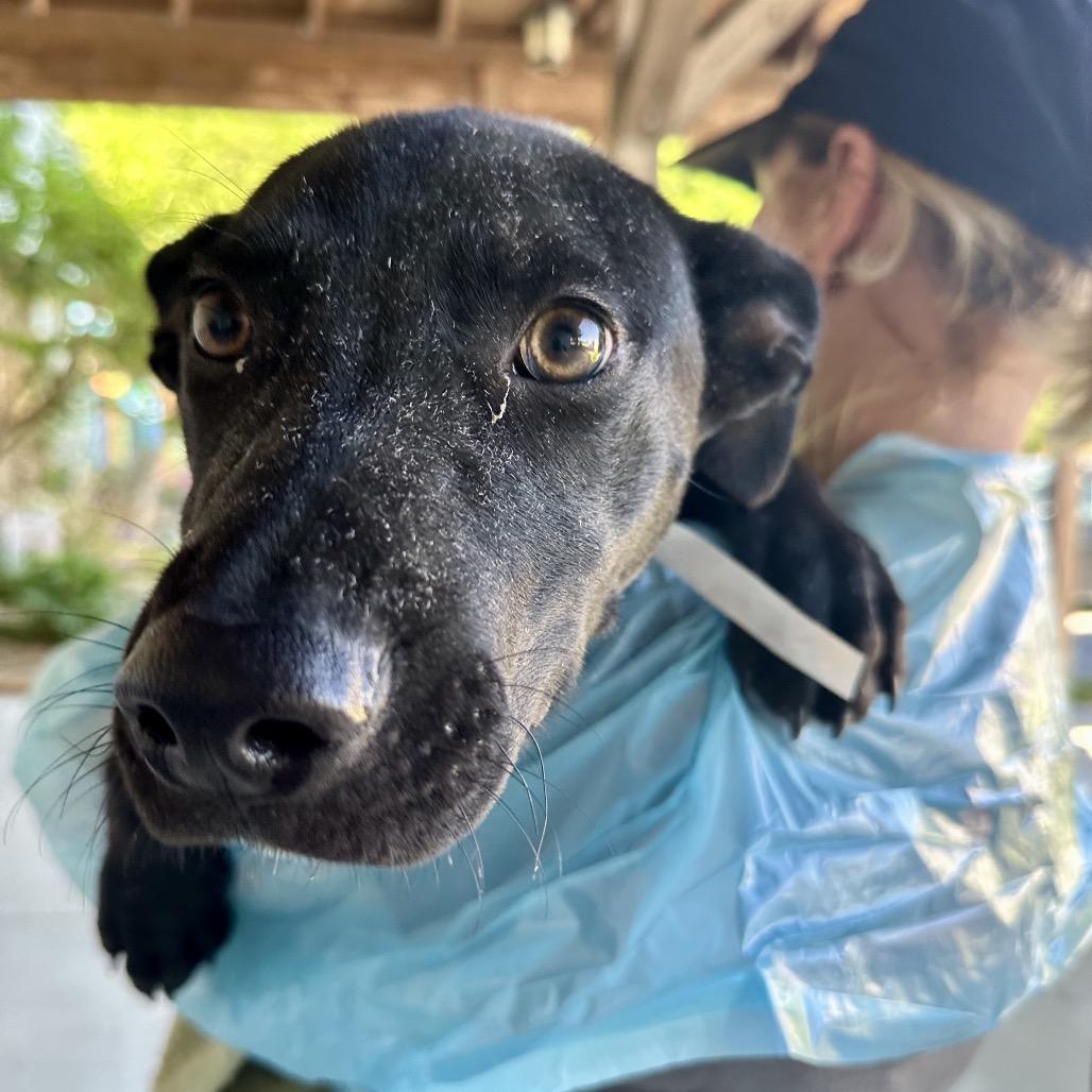 Cole, Adoptable, Puppy Male Mixed Breed.