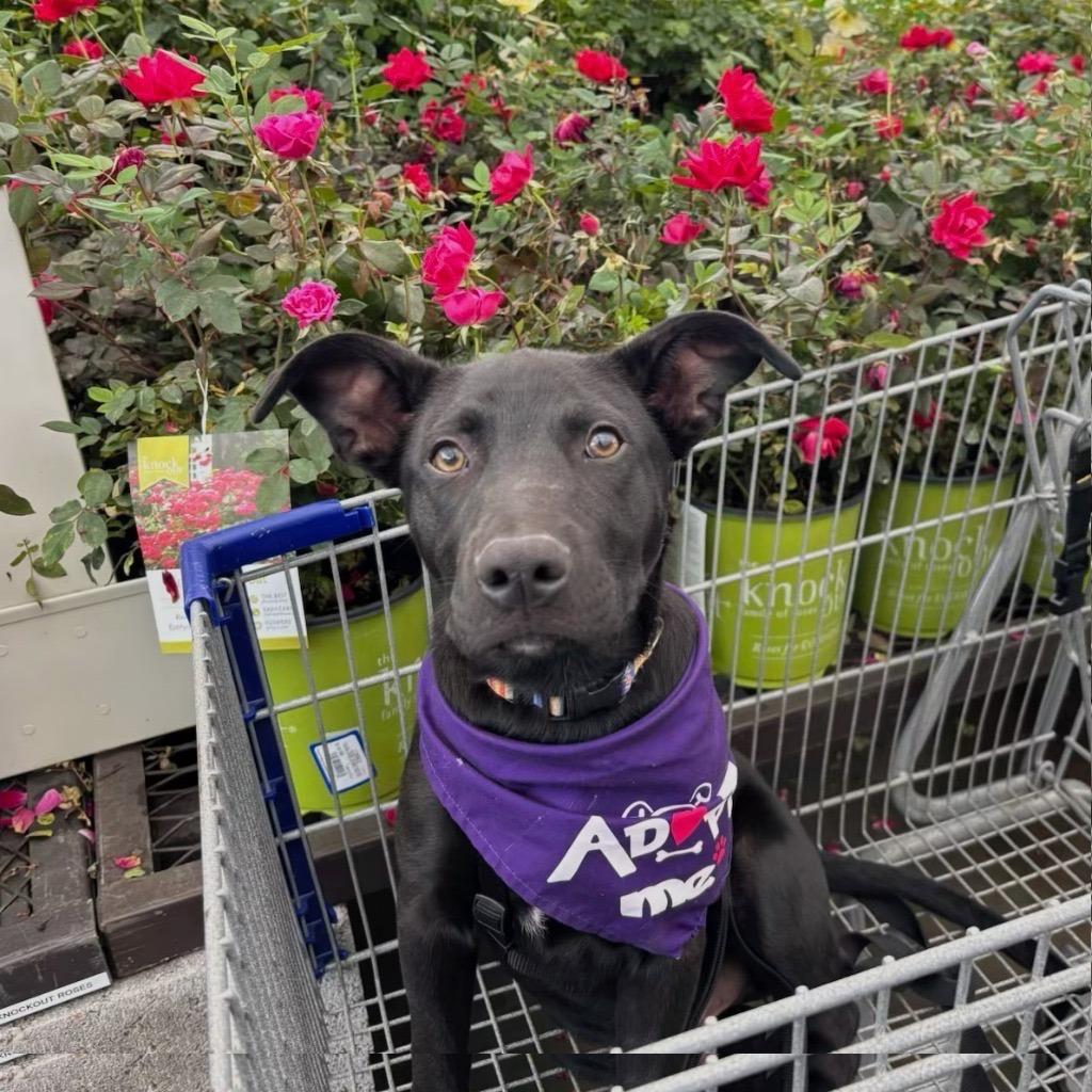 Enlarge Cole, a Adoptable Mixed Breed in Hendersonville, NC image 2/3