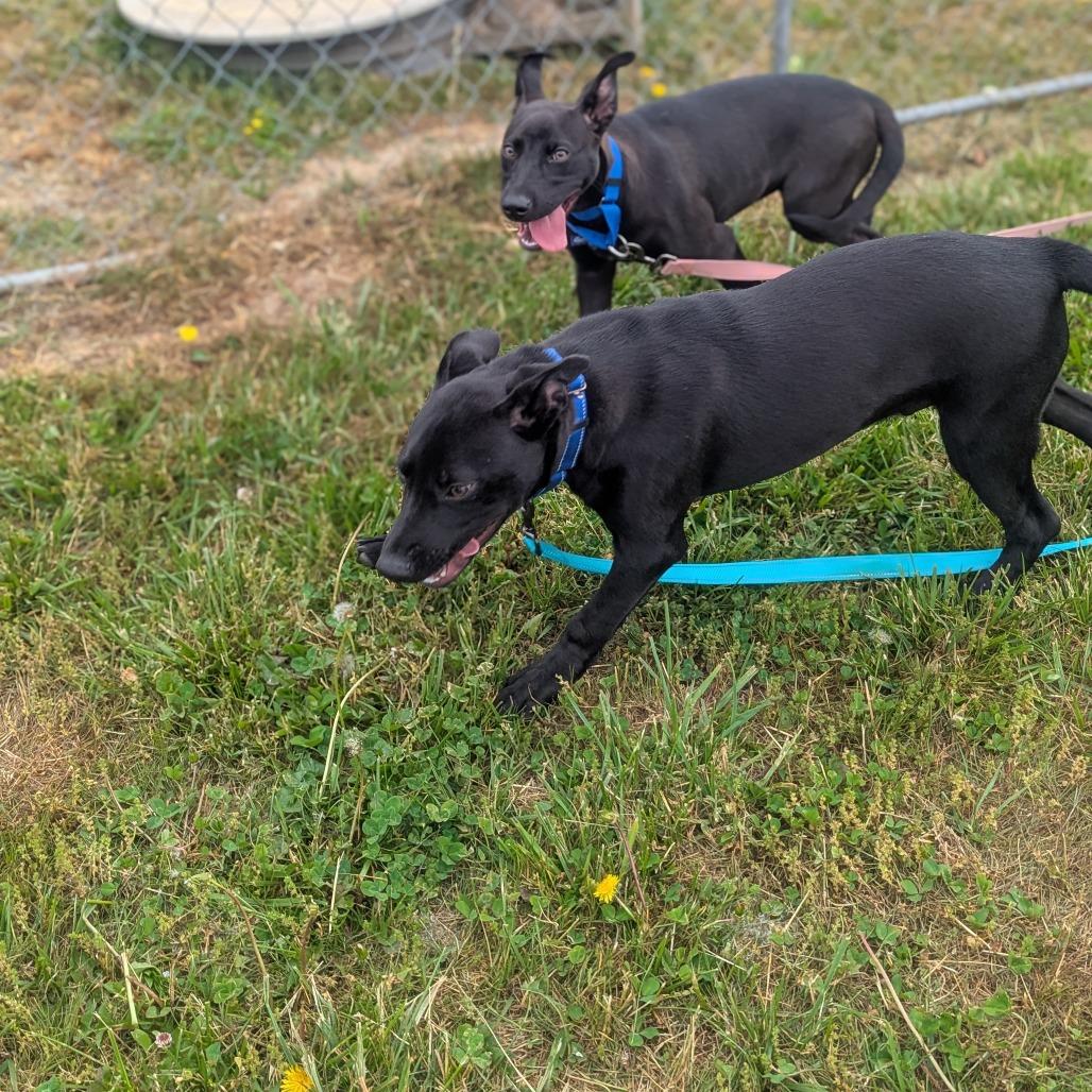 Enlarge Cole, a Adoptable Mixed Breed in Hendersonville, NC image 3/3