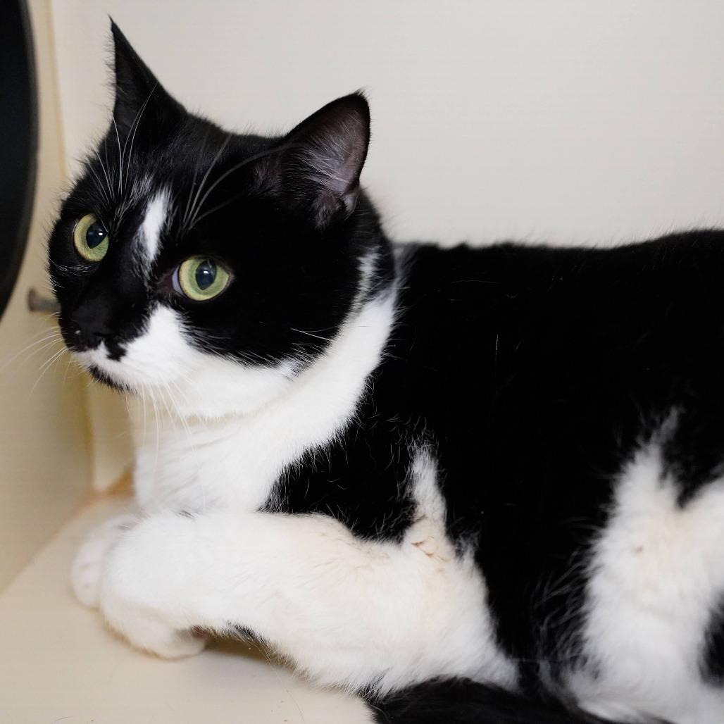 Lechita, a Adoptable Domestic Short Hair in Thomaston, ME image 1/2
