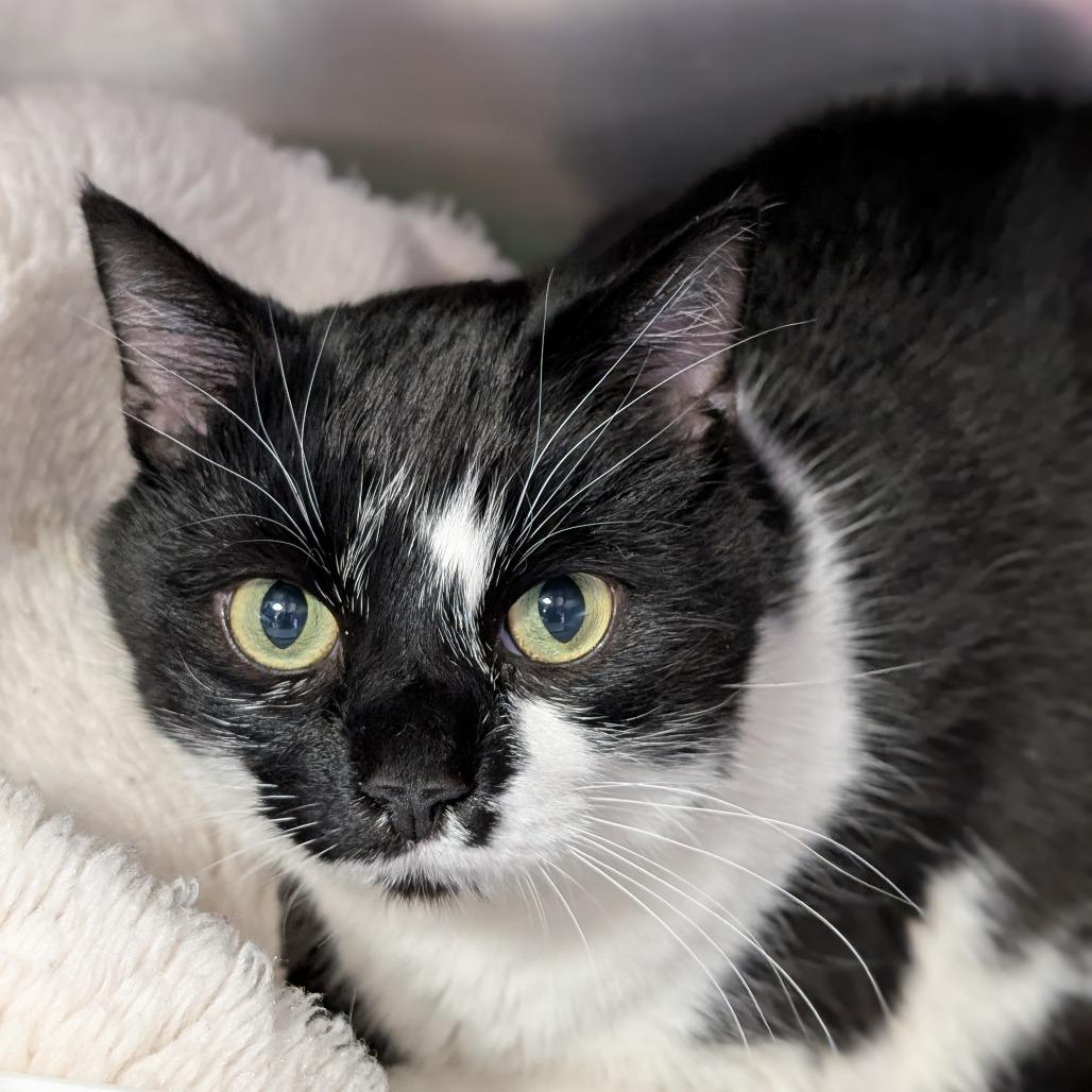 Lechita, a Adoptable Domestic Short Hair in Thomaston, ME image 2/2